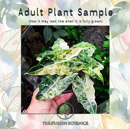 Alocasia Amazonica Splash Variegated