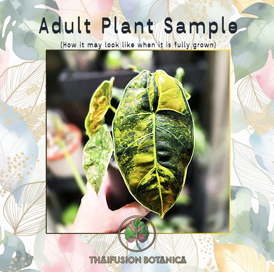 Alocasia Azlanii Aurea Variegated