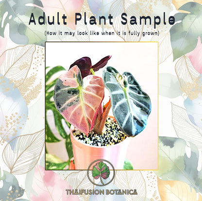Alocasia Balloon Heart Pink Variegated