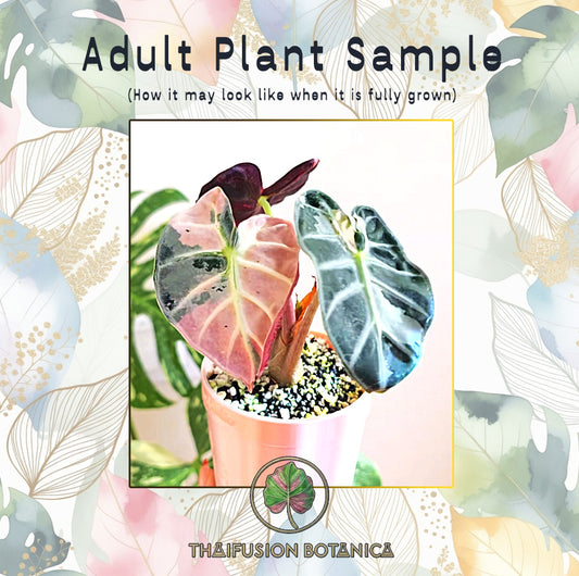 Alocasia Balloon Heart Pink Variegated
