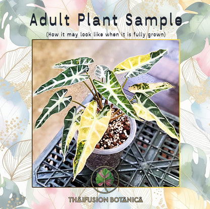 Alocasia Bambino Aurea Variegated
