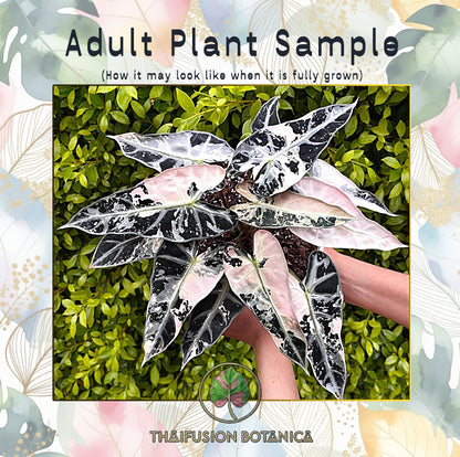Alocasia Bambino White Variegated