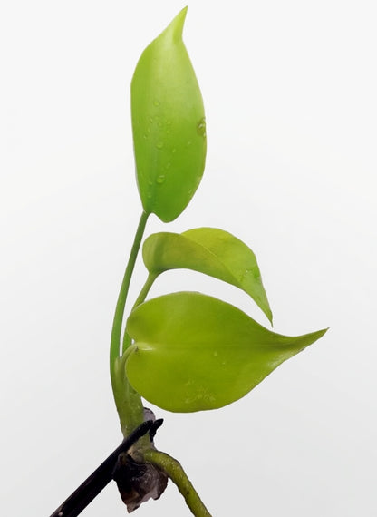 Monstera Deliciosa Banana Super Golden