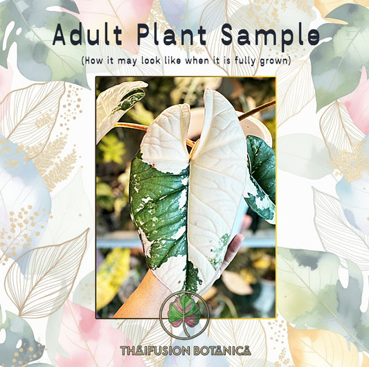 Alocasia Bisma Platinum Albo Variegated