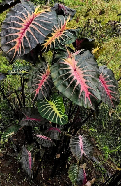 Colocasia Black Panther