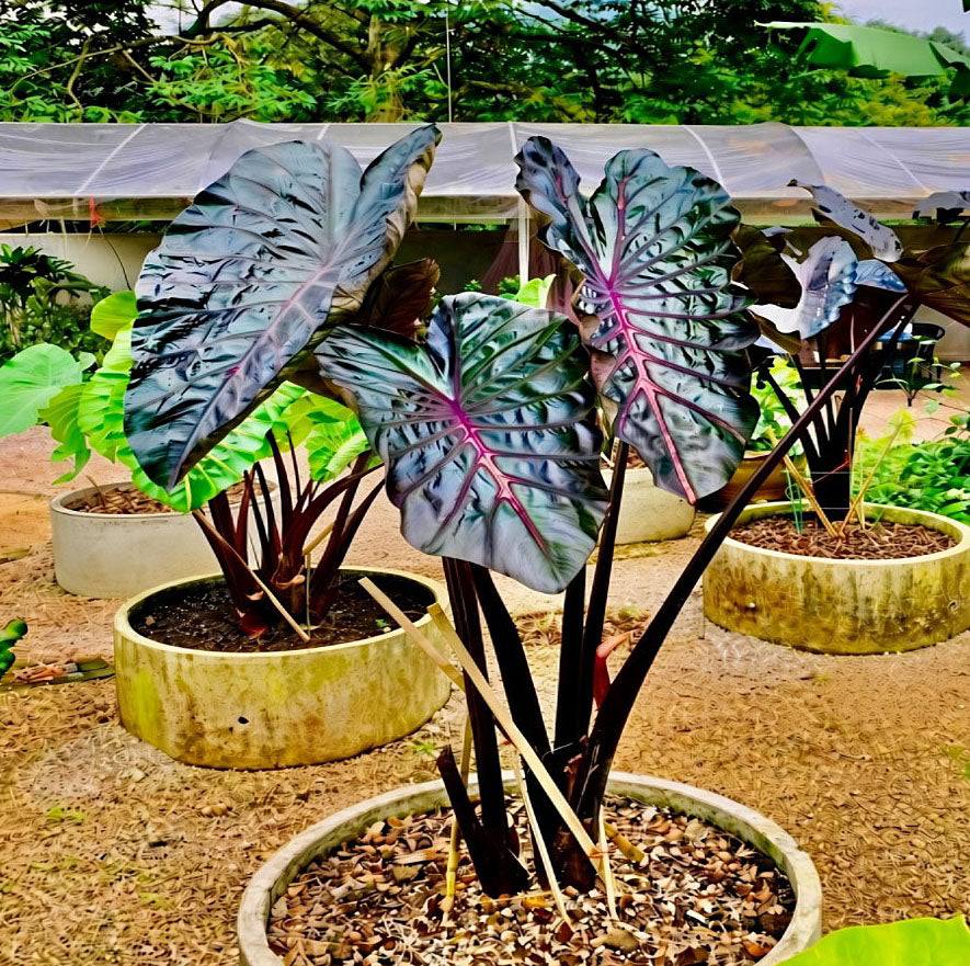 Colocasia Naga Bless