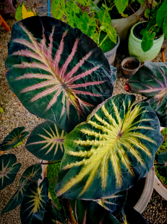 Colocasia Forest Sunray