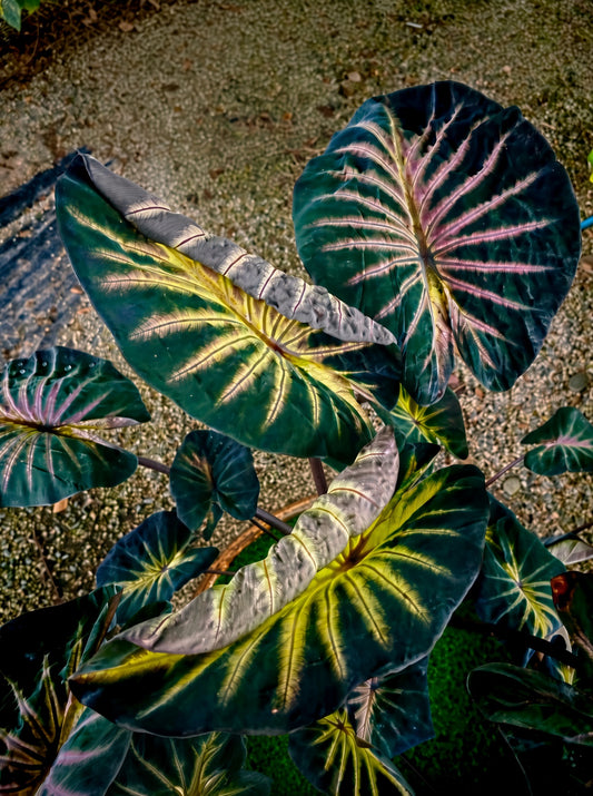 Colocasia Forest Sunray