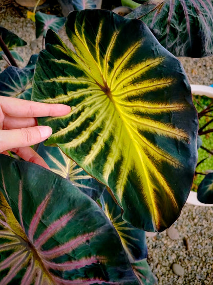 Colocasia Forest Sunray