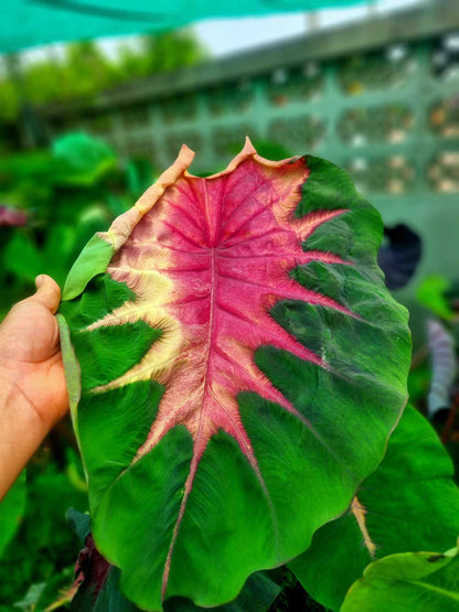 Colocasia Rainbow Butterfly