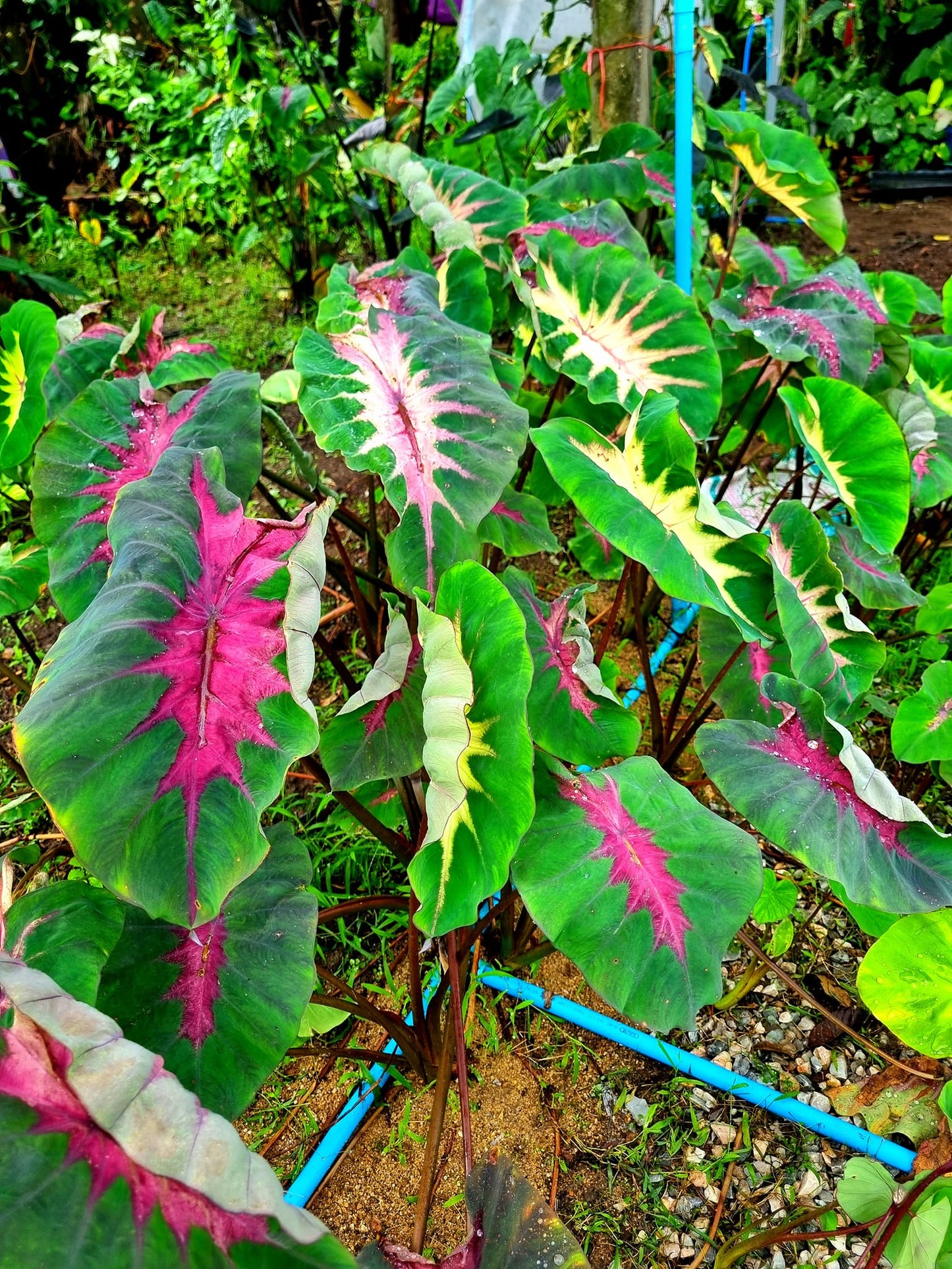 Colocasia Rainbow Butterfly