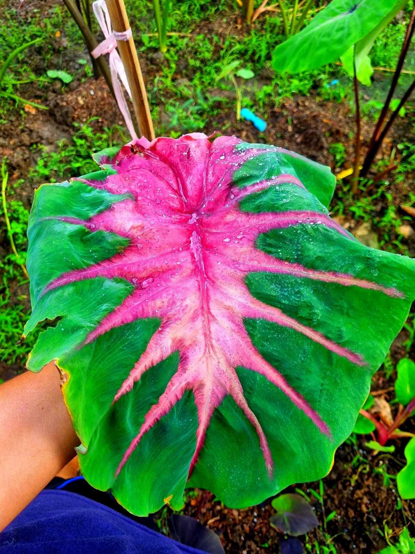 Colocasia Rainbow Butterfly