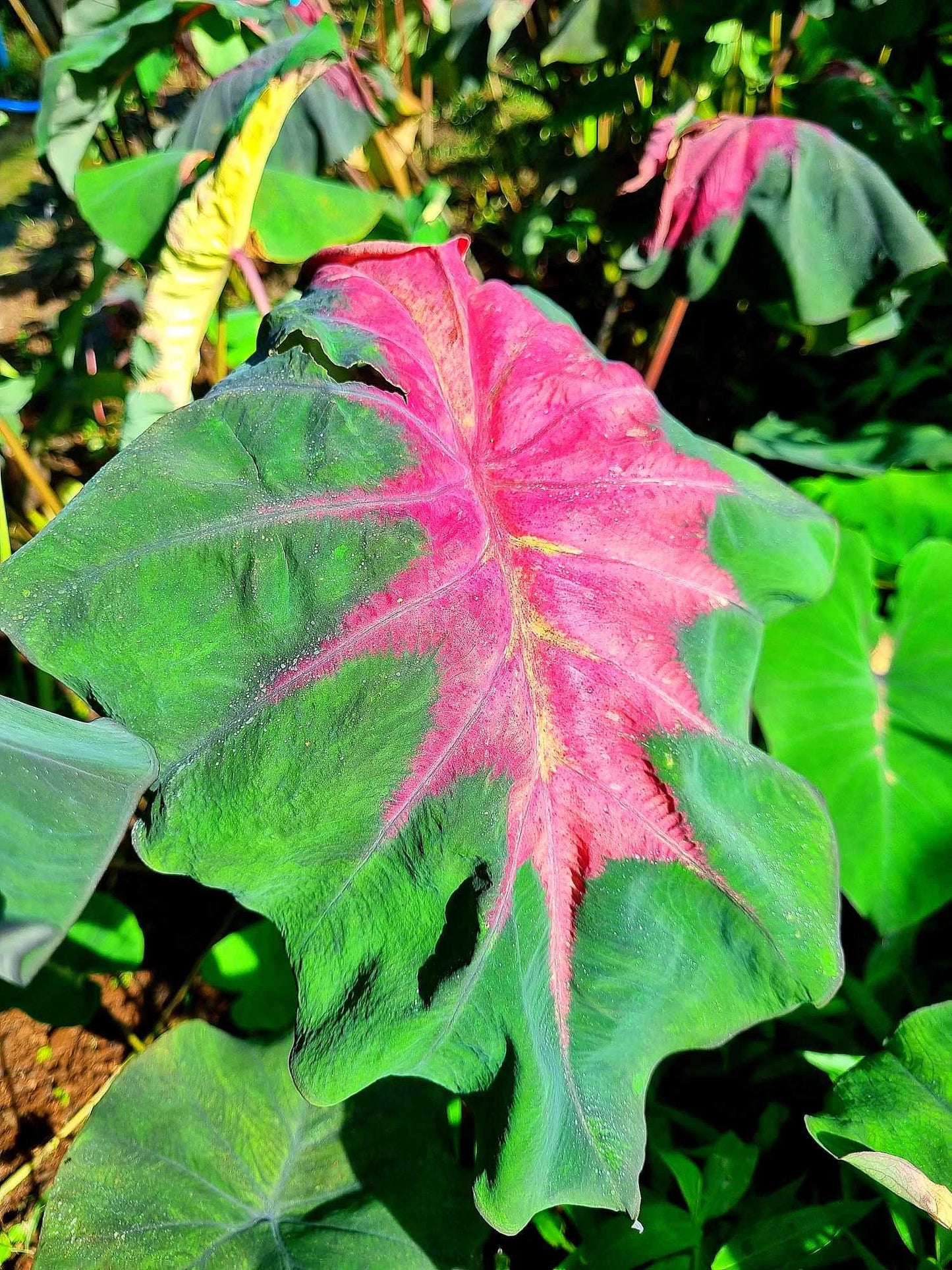 Colocasia Rainbow Butterfly