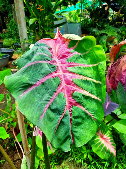 Colocasia Rainbow Butterfly