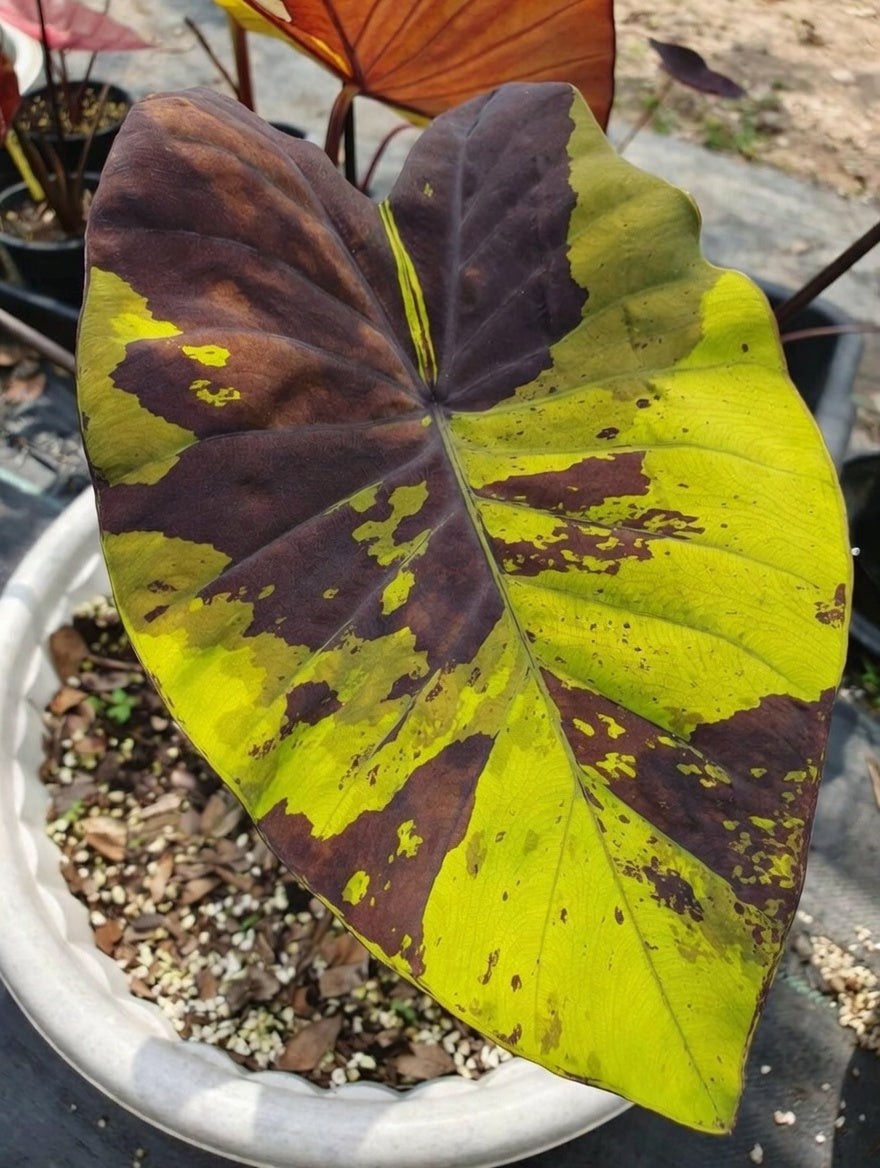 Colocasia Bright Night