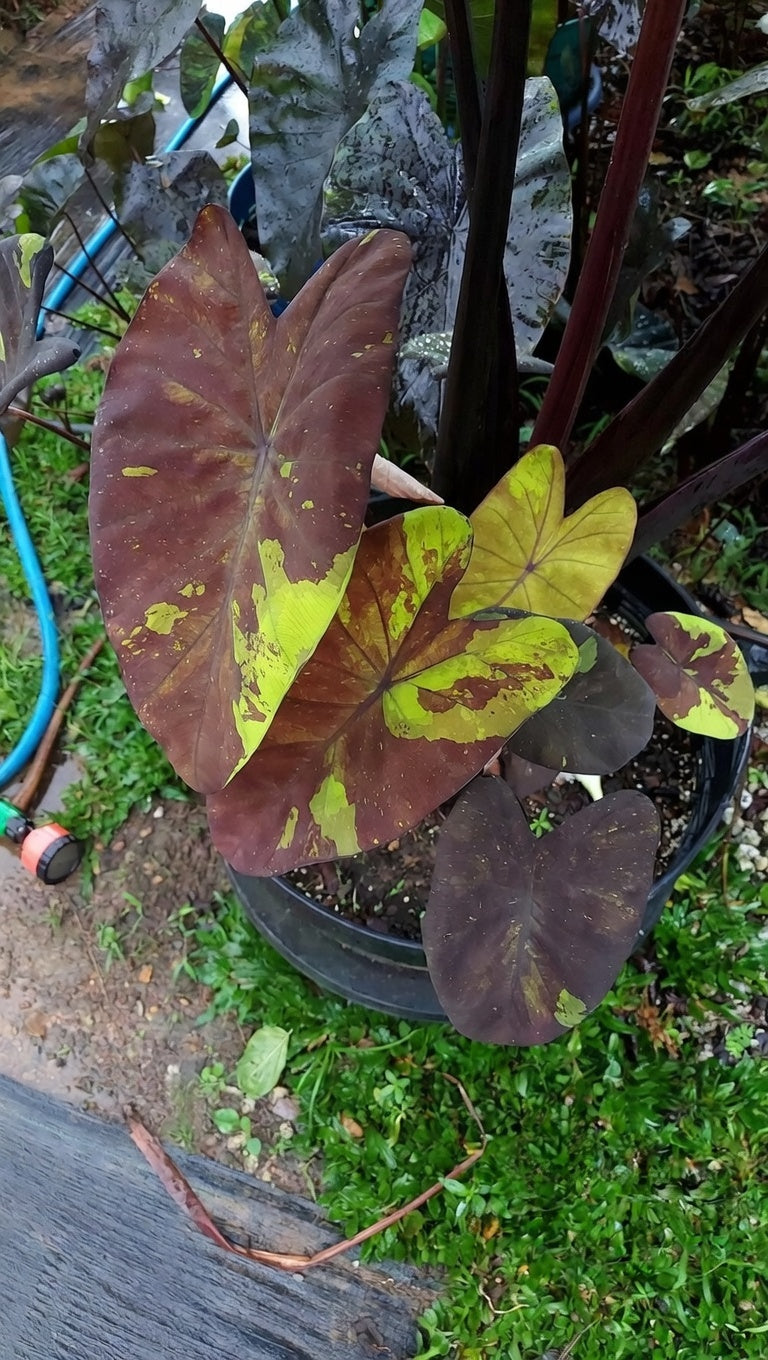 Colocasia Bright Night