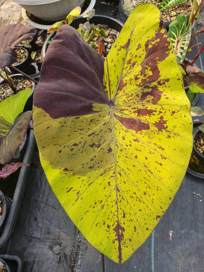 Colocasia Bright Night