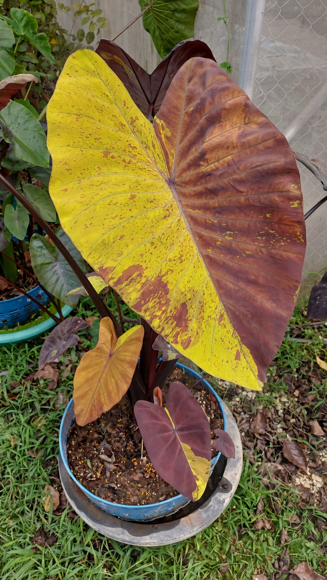 Colocasia Bright Night