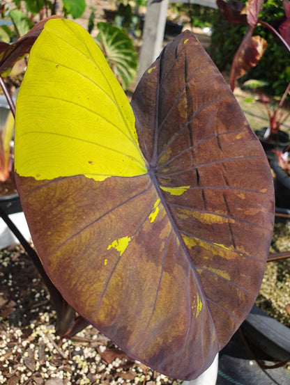 Colocasia Bright Night