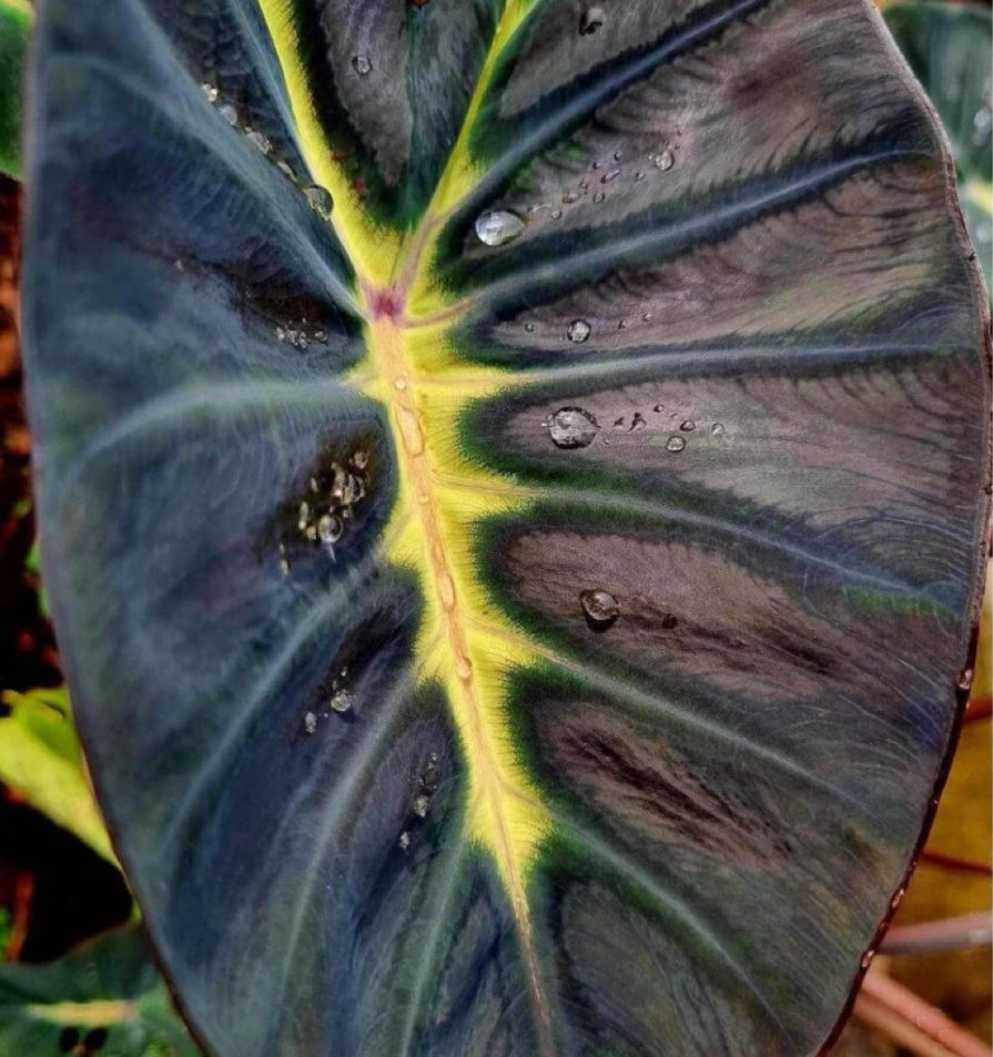 Colocasia Yellow Future