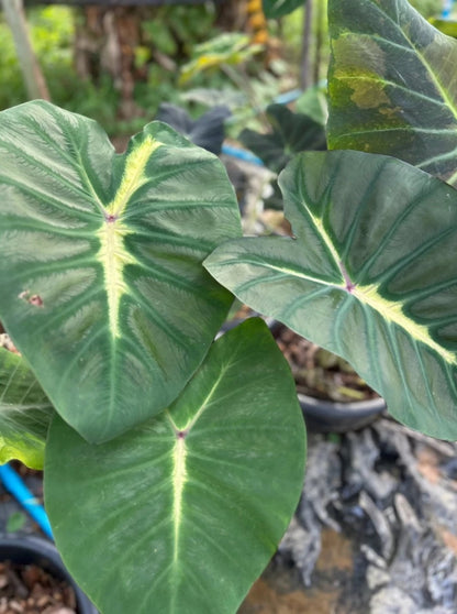 Colocasia Yellow Future