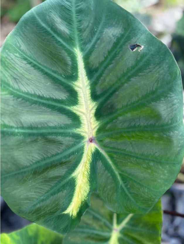 Colocasia Yellow Future