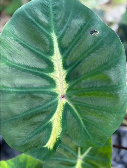 Colocasia Yellow Future