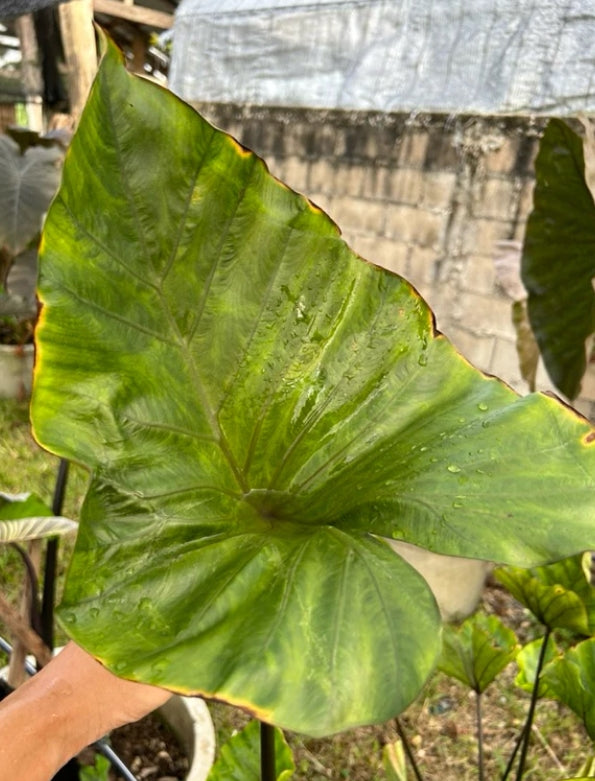 Colocasia Coffee Cup