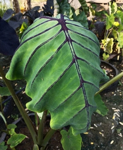Colocasia Cleopatra