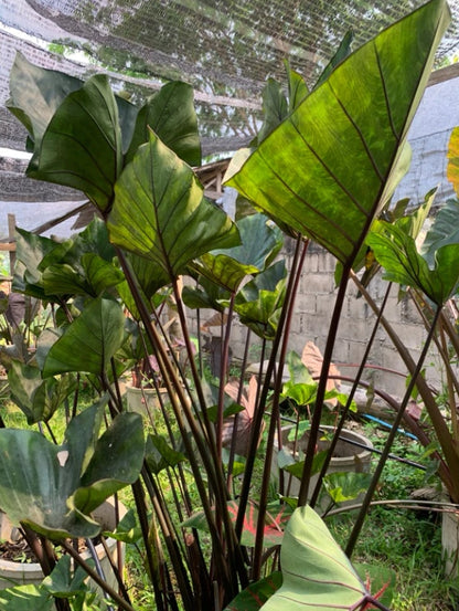 Colocasia Coffee Cup