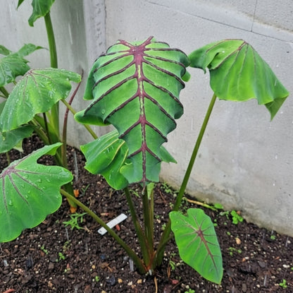 Colocasia Cleopatra