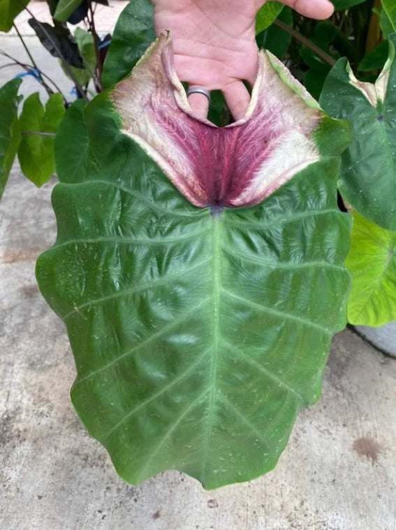 Colocasia Devil Mask