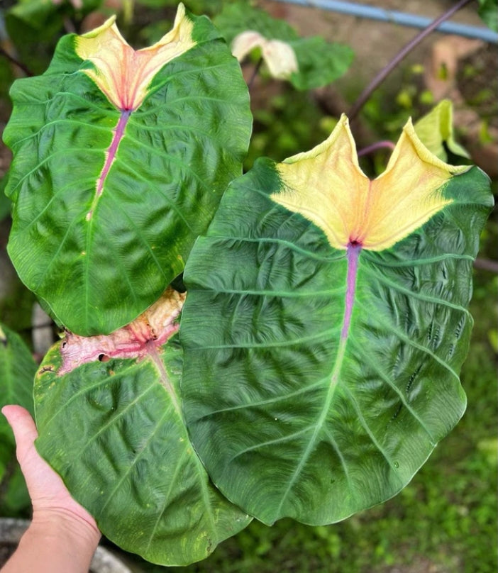Colocasia Devil Mask