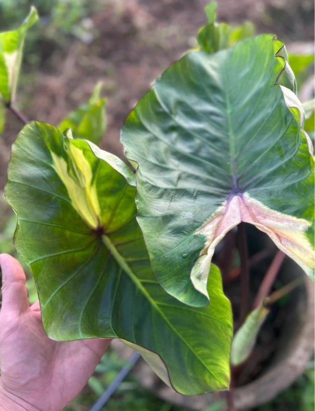 Colocasia Devil Mask