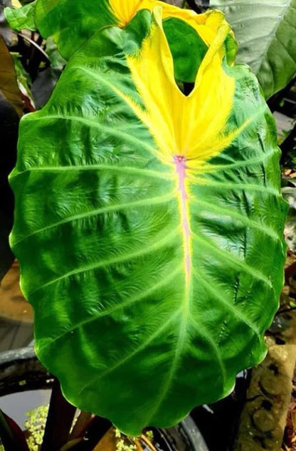 Colocasia Jade Crane
