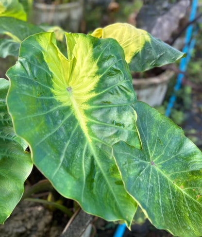 Colocasia Jade Crane