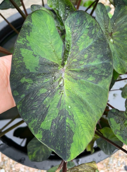Colocasia Green Tiger