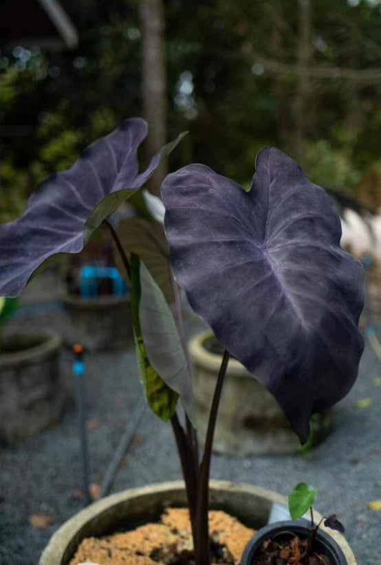 Colocasia Trixie