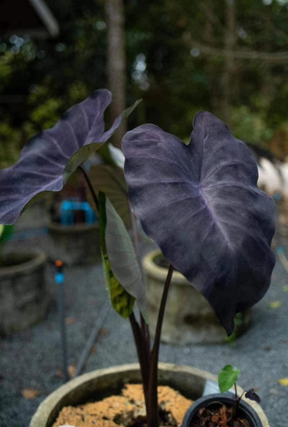 Colocasia Trixie