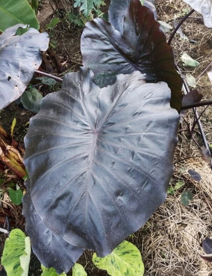 Colocasia Black Jellyfish Batman