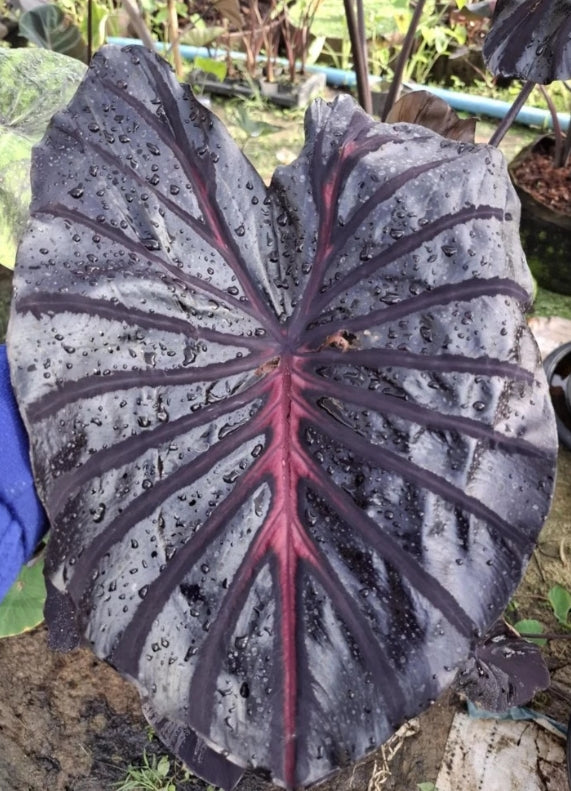 Colocasia Black Lava