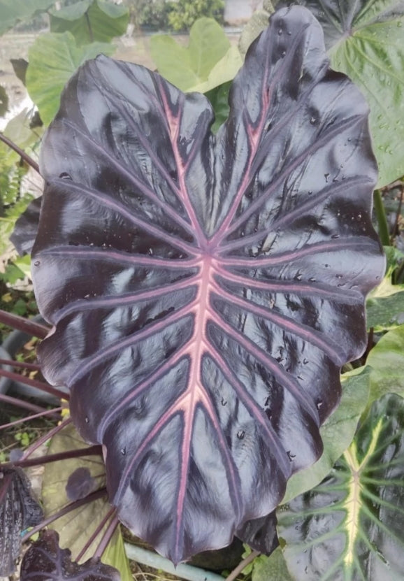 Colocasia Black Lava