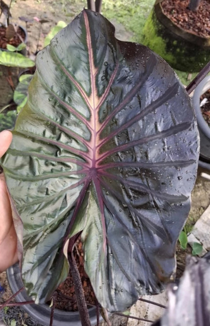 Colocasia Black Lava