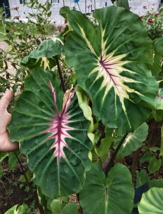 Colocasia Siren Sun Moon