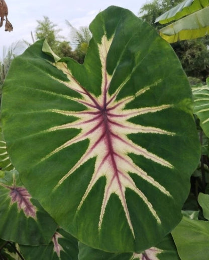 Colocasia Siren Sun Moon