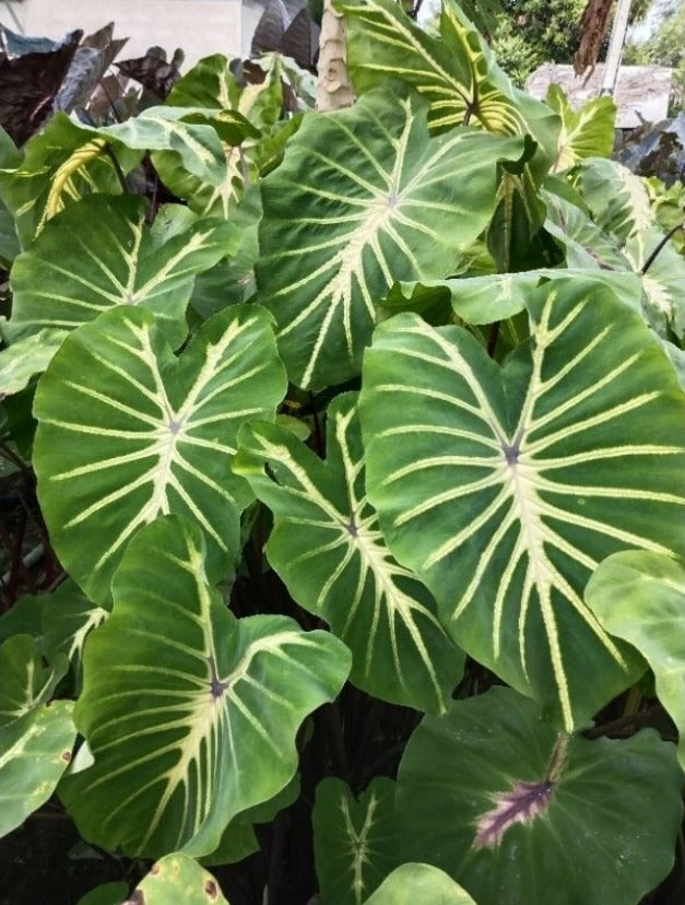 Colocasia Jade Magma