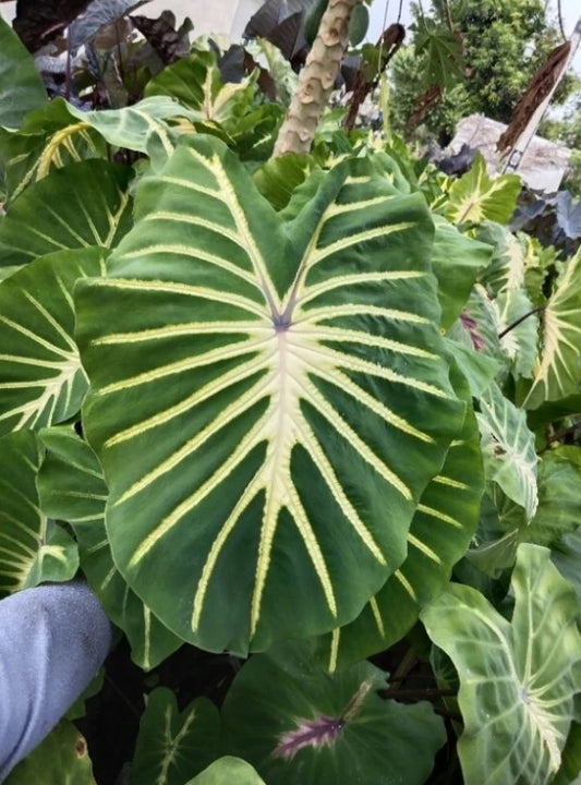 Colocasia Jade Magma