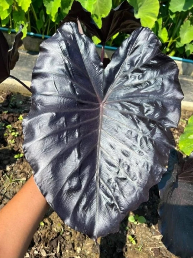 Colocasia Electric Blue