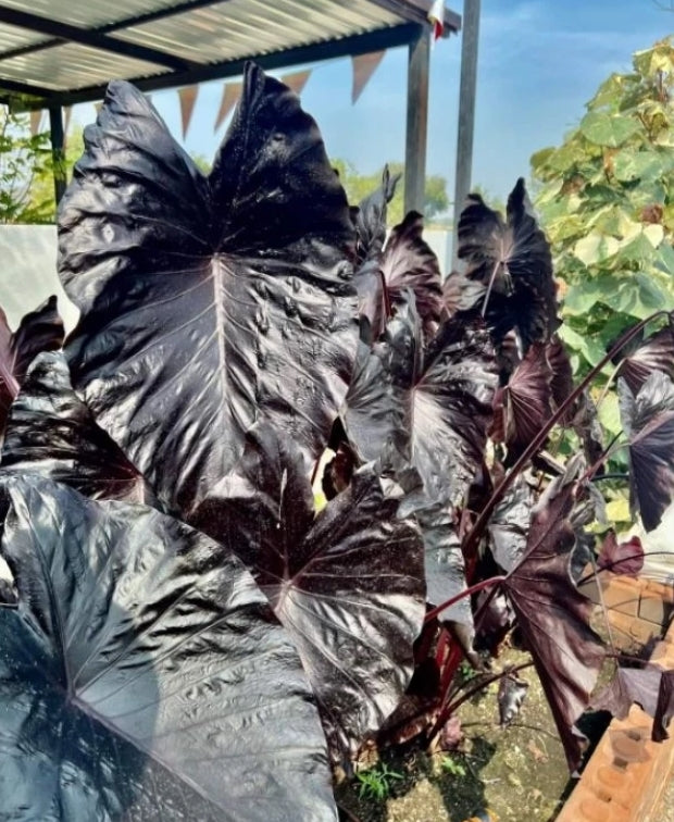 Colocasia Electric Blue