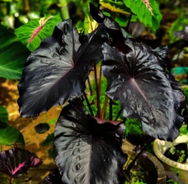 Colocasia Electric Blue